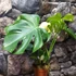 Kép 8/15 - Monstera deliciosa 'Thai Constellation'