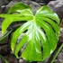 Kép 12/15 - Monstera deliciosa 'Thai Constellation'