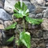 Kép 3/15 - Monstera deliciosa 'Thai Constellation'