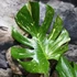 Kép 6/15 - Monstera deliciosa 'Thai Constellation'