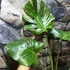 Kép 5/15 - Monstera deliciosa 'Thai Constellation'