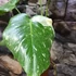 Kép 13/15 - Monstera deliciosa 'Thai Constellation'