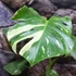Kép 4/15 - Monstera deliciosa 'Thai Constellation'