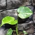 Kép 4/19 - Monstera Thai Constellation Creme Brulee