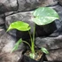 Kép 9/19 - Monstera Thai Constellation Creme Brulee
