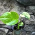 Kép 14/19 - Monstera Thai Constellation Creme Brulee