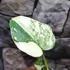 Kép 6/19 - Monstera Thai Constellation Creme Brulee