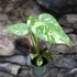 Kép 8/19 - Monstera Thai Constellation Creme Brulee