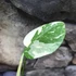 Kép 5/19 - Monstera Thai Constellation Creme Brulee