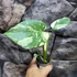 Kép 3/19 - Monstera Thai Constellation Creme Brulee