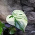 Kép 2/19 - Monstera Thai Constellation Creme Brulee