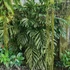 Kép 1/9 - Monstera pinnatipartita vágott dugvány, cserép nélkül