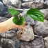 Kép 4/9 - Monstera pinnatipartita vágott dugvány, cserép nélkül