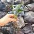 Kép 5/9 - Monstera pinnatipartita vágott dugvány, cserép nélkül
