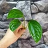 Kép 7/9 - Monstera pinnatipartita vágott dugvány, cserép nélkül