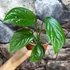 Kép 3/9 - Monstera pinnatipartita vágott dugvány, cserép nélkül