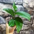 Kép 8/9 - Monstera pinnatipartita vágott dugvány, cserép nélkül