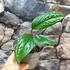 Kép 2/9 - Monstera pinnatipartita vágott dugvány, cserép nélkül