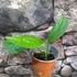 Kép 9/9 - Monstera pinnatipartita vágott dugvány, cserép nélkül
