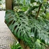 Kép 1/5 - Monstera adansonii 'Laniata' vágott dugvány