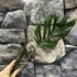 Kép 5/5 - Monstera adansonii 'Laniata' vágott dugvány
