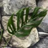 Kép 2/5 - Monstera adansonii 'Laniata' vágott dugvány