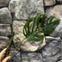 Kép 3/5 - Monstera adansonii 'Laniata' vágott dugvány