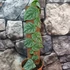 Kép 2/6 - Monstera dubia