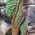 Kép 4/6 - Monstera dubia