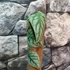 Kép 5/6 - Monstera dubia