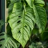 Kép 5/9 - Monstera siltepecana