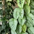 Kép 1/9 - Monstera siltepecana