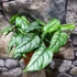 Kép 6/9 - Monstera siltepecana