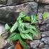 Kép 9/9 - Monstera siltepecana