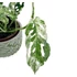 Kép 1/7 - Monstera 'Frozen Freckles'
