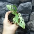 Kép 5/7 - Monstera 'Frozen Freckles'