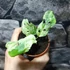 Kép 2/7 - Monstera 'Frozen Freckles'