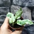 Kép 6/7 - Monstera 'Frozen Freckles'
