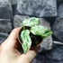 Kép 7/7 - Monstera 'Frozen Freckles'