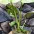 Kép 5/8 - Monstera deliciosa 'White Monster'