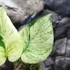 Kép 7/8 - Monstera deliciosa 'White Monster'