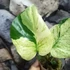 Kép 8/8 - Monstera deliciosa 'White Monster'