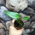 Kép 3/5 - Monstera Burle Marx's Flame