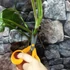 Kép 2/8 - Monstera deliciosa albo 'Variegata' dugvány