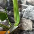 Kép 5/8 - Monstera deliciosa albo 'Variegata' dugvány