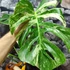 Kép 4/8 - Monstera deliciosa albo 'Variegata' dugvány