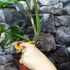 Kép 3/8 - Monstera deliciosa albo 'Variegata' dugvány