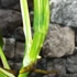 Kép 6/8 - Monstera deliciosa albo 'Variegata' dugvány