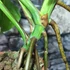 Kép 7/8 - Monstera deliciosa albo 'Variegata' dugvány
