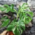 Kép 8/8 - Monstera deliciosa albo 'Variegata' dugvány